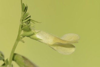 Hybrid vetch or hairy yellow vetch (Vicia hybrida), flower, Provence, southern France