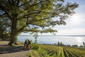 Lake Constance and hiking group, Meersburg, Lake Constance, Baden-Württemberg, Germany, Europe