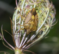 Tree bug species Carpocoris pudicus on fruit stand with prickly fruits, wild carrot (Daucus