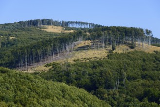 A hill with a partially deforested area under a blue sky, Pezinska Baba ski resort, Pezinská Baba,