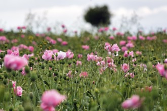 Opium poppy (Papaver somniferum), cultivation of edible poppy, poppy field, pink flowers and seed