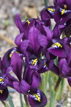 Blossoms of the lily, March, Germany, Europe