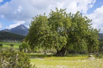 Holm oak (Quercus ilex) or holm oak, very old, solitary growing tree on a barren pasture with stony