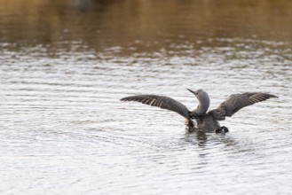 Red-throated diver (Gavia stellata), adult bird with outstretched wings rising from the water,