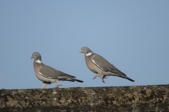 Wood pigeon (Columba palumbus) two adult birds with one chasing the other during their courtship