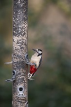 Great spotted woodpecker (Dendrocopos major) adult bird on a garden bird feeder, England, United