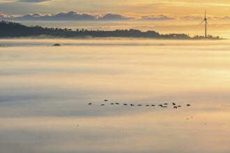 Flying flock of Cranes (Grus grus) above the morning mist at sunrise and a wind turbine at the