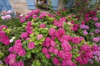 Hydrangea in bloom in the front garden of an old Franconian farmhouse, Ödenberg, Middle Franconia,