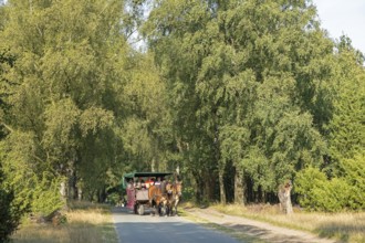 Horse-drawn carriage, trees, carriage ride near Wilsede, Bispingen, Lüneburg Heath, Lower Saxony,