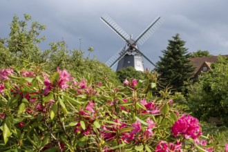 Historic windmill, rhododendron in the foreground, park at the mill, Wyk, Föhr, North Sea island,