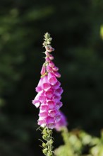 Common foxglove (Digitalis purpurea), flowers, from the plantain family, highly toxic, deadly