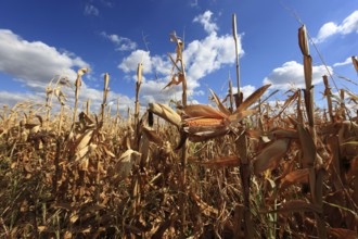 Romania, near Giurgiu in the south of the country, maize ripe for the corn corn cob harvest, Europe