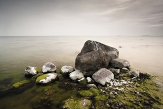 Erratic boulders with algae and bird droppings in the water on the shore of the Baltic Sea,