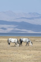 Horses in the highlands, Song Kul mountain lake, Naryn region, Kyrgyzstan, Asia