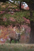 Sika deer (Cervus nippon) adult male buck roaring during the rutting season on the edge of a