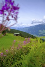 Bärenbadalm, Zillertaler Höhenstraße, Zillertal, Tyrol, Austria, Europe