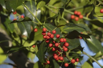 European holly (Ilex aquifolium) tree red berries on a branch in the autumn, Suffolk, England,