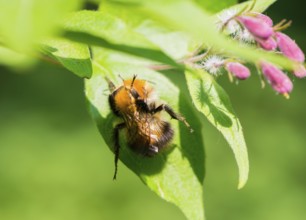 A furry hairy bumblebee (Bombus pascuorum) preens itself and makes funny contortions, symbolic for