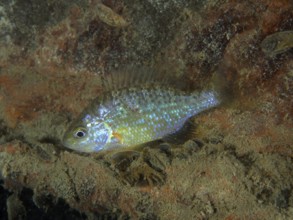 Pumpkinseed sunfish (Lepomis gibbosus), dive site Pumpwerk Rüschlikon, Lake Zurich, Canton of