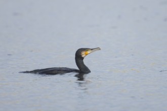 European cormorant (Phalacrocorax carbo) adult bird on a lake, Suffolk, England, United Kingdom,