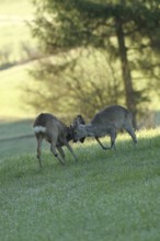 European roe deer (Capreolus capreolus) fawns in winter coat and short bast horns playing together