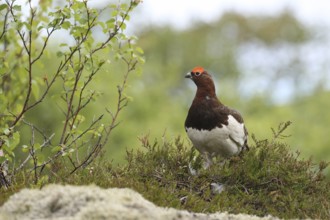 Willow ptarmigan (Lagopus lagopus) securing cock, Lofoten, Norway, Scandinavia, Europe