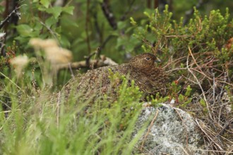 Willow ptarmigan (Lagopus lagopus) hen, perfectly camouflaged, Lofoten, Norway, Scandinavia, Europe