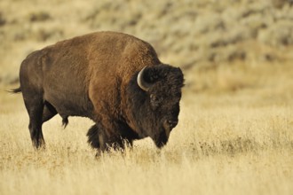 American bison (Bos bison, Bison bison), male, Yellowstone National Park, Wyoming, USA, North