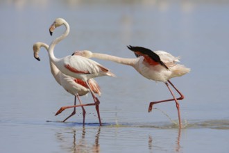 Greater flamingos (Phoenicopterus roseus) fighting, Camargue, Provence, southern France