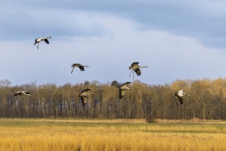 Eine Schar Vögel fliegt über ein goldenes Feld unter bewölktem Himmel, Kraniche auf dem Darß