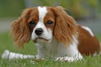 Cavalier King Charles Spaniel, kitten