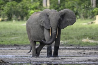 African forest elephant (Loxodonta cyclotis) in the Dzanga Bai forest clearing, Dzanga-Ndoki