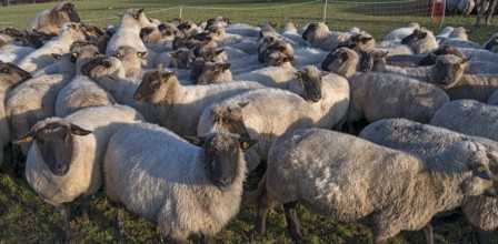 Black-headed domestic sheep (Ovis gmelini aries) penned for loading on the pasture in the early