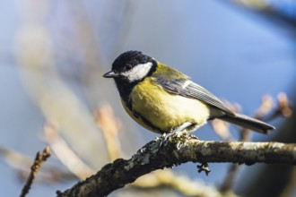 Great Tit, Parus major, bird in forest at winter sun