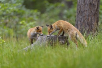 Red fox (Vulpes vulpes), two young foxes inspecting a tree stump in a green forest, summer, Hesse,