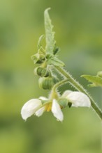 Burning bindweed or chile nettle (Loasa triphylla var. volcanica), flower, native to South America