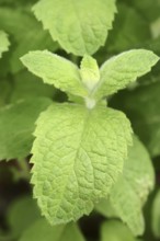 Apple mint (Mentha suaveolens), leaves, herb plant, North Rhine-Westphalia, Germany, Europe