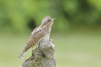 Eurasian wryneck (Jynx torquilla) family of woodpeckers, camouflage-coloured plumage, sits on an