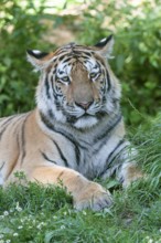 Siberian tiger (Panthera tigris altaica) lying on the ground, captive, Germany, Europe