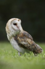 Barn owl (Tyto alba), captive, North Rhine-Westphalia, Germany, Europe