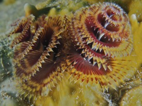 Close-up of colourful tubeworms, Christmas tree worm (Spirobranchus giganteus), in the reef. Dive