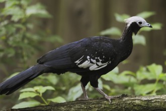 Blue-throated guan (Pipile cumanensis, Aburria cumanensis), captive, occurring in South America