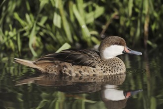 Bahama duck (Anas bahamensis, Paecilonetta bahamensis), captive, occurrence in South America