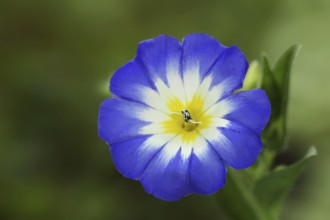 Tricolour bindweed or tricolour bindweed (Convolvulus tricolor), flower, North Rhine-Westphalia,