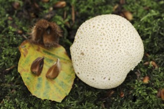 Common earthball (Scleroderma citrinum) and beech leaf (Fagus sylvatica) with beechnuts, North