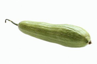 Sponge cucumber or sponge gourd (Luffa aegyptiaca, Luffa cylindrica), fruit on white background