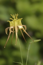 Columbine 'Tequila Sunrise' (Aquilegia skinneri), flower, native to Central America, ornamental