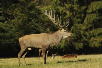 Red deer (Cervus elaphus), capital stag during the rut at the edge of the forest, Wildlife, North