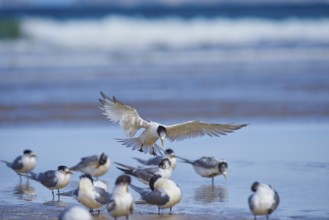 Greater crested tern (Thalasseus bergii) wildlife in Australia