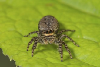 Close-up of a jumping spider (Marpissa muscosa) on a green leaf, with clear details and visible